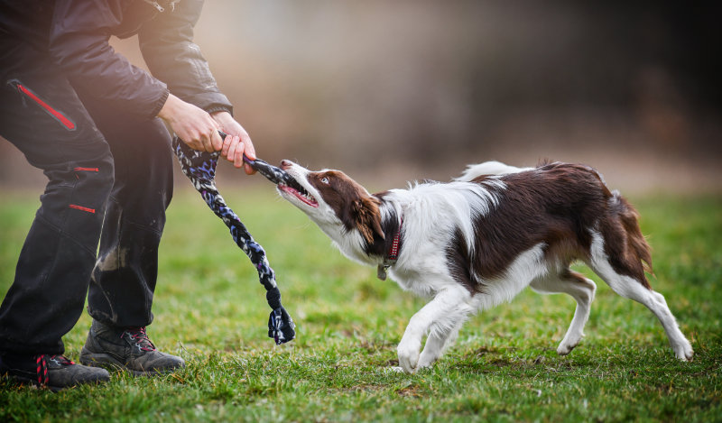 Young inteligent border collie strength training. Dog and traine