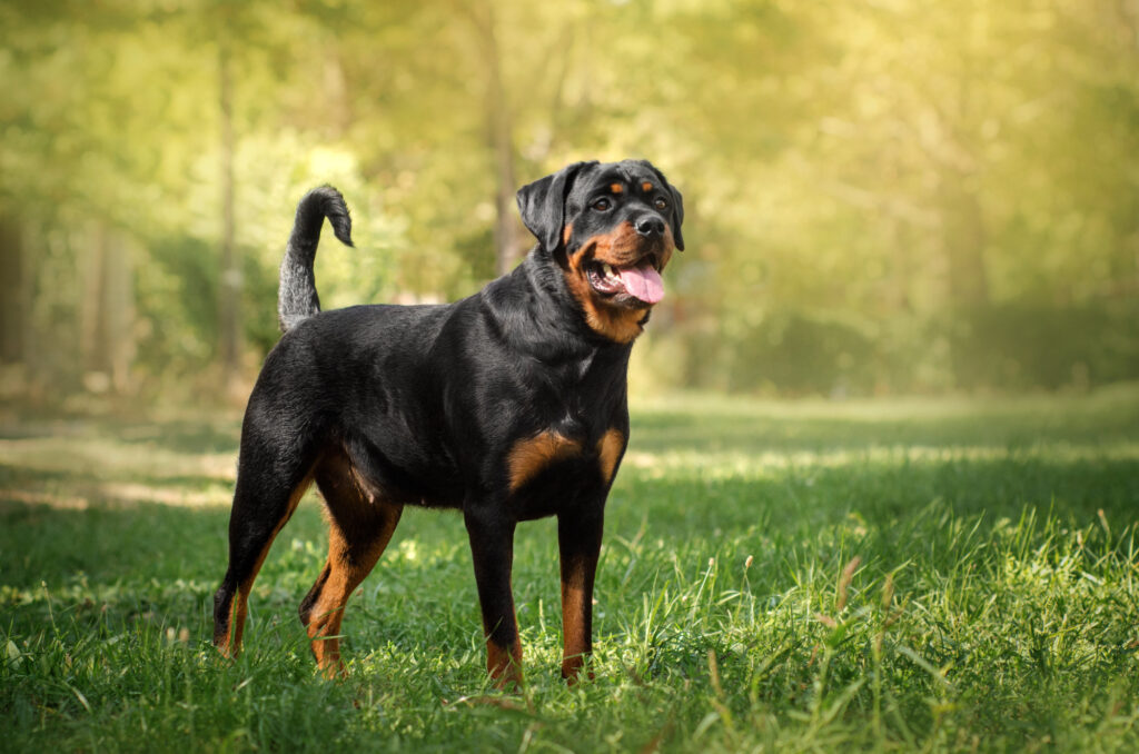 rottweiler dog beautiful portrait spring green park