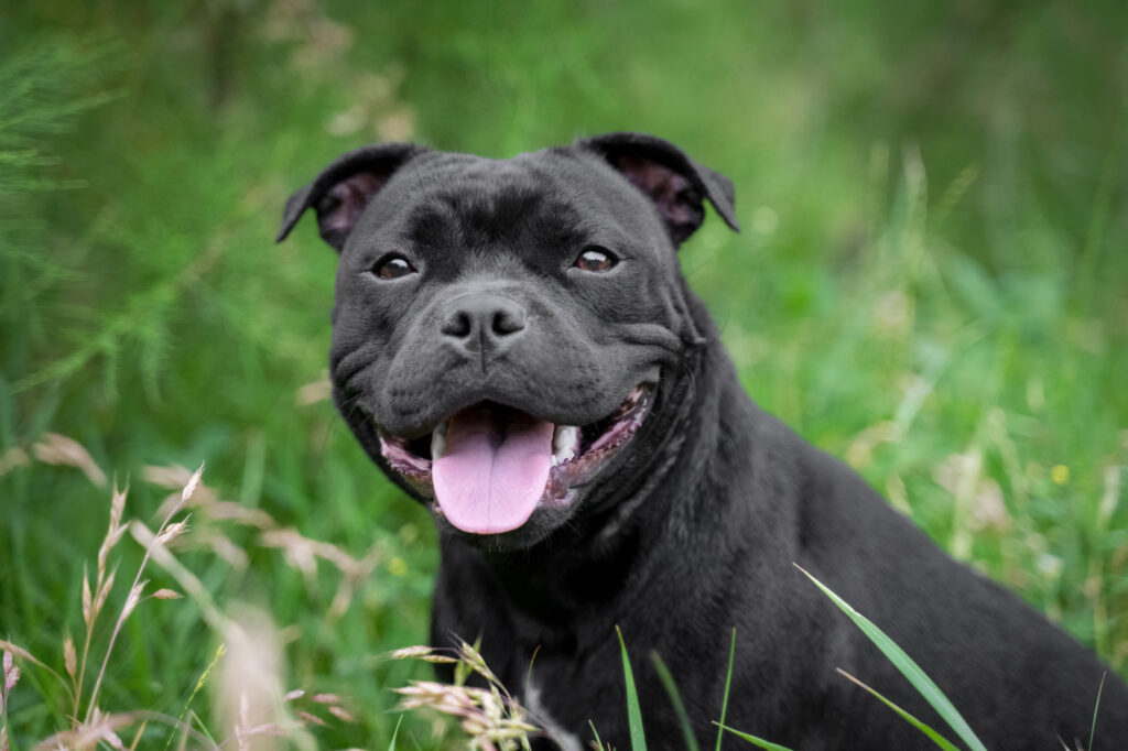 portrait of black staffordshire bull terrier on the background of green trees in the park